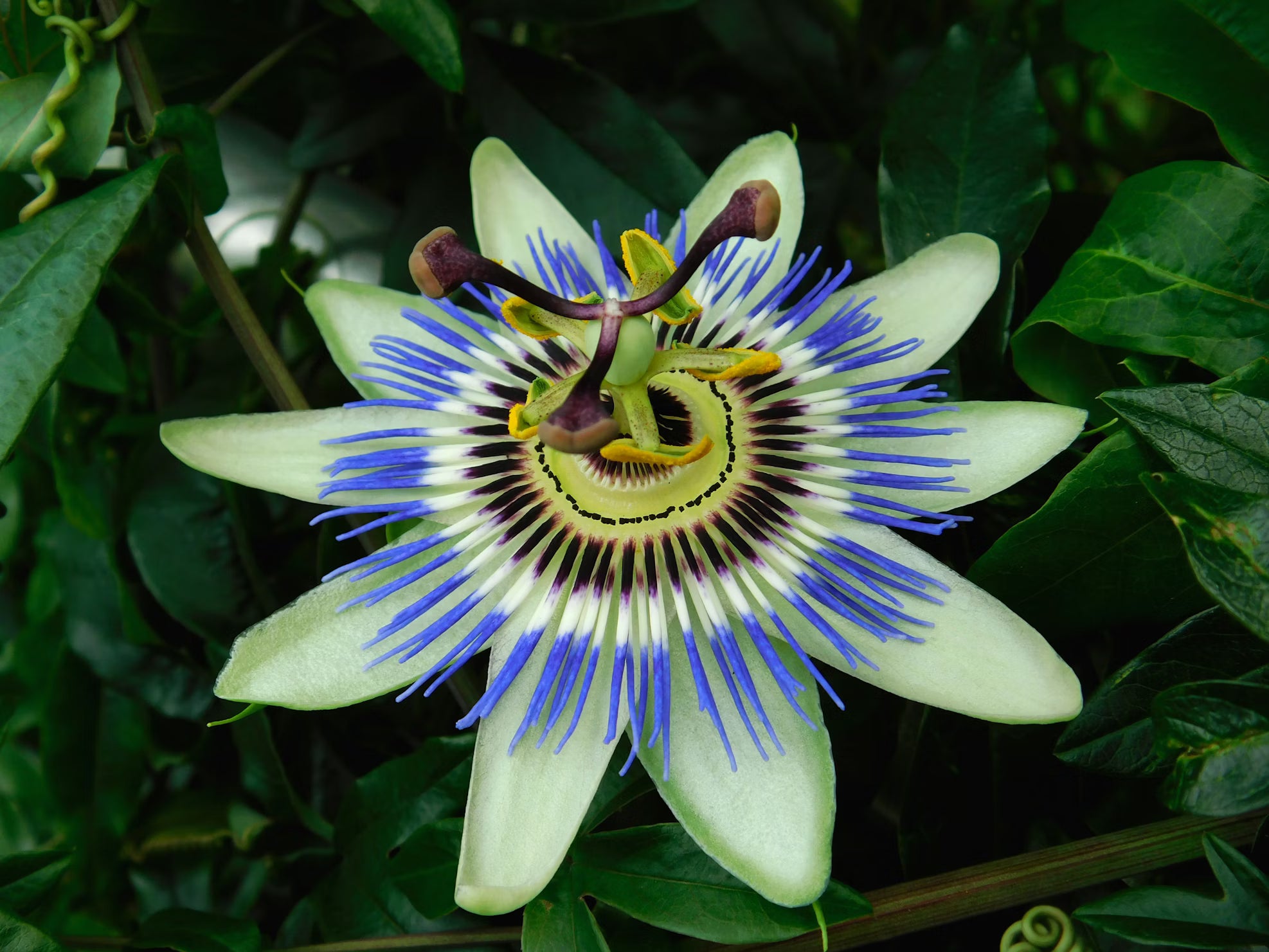 Relieve Blue Comp Could blue passion flower help relieve PMS symptoms? – Balance