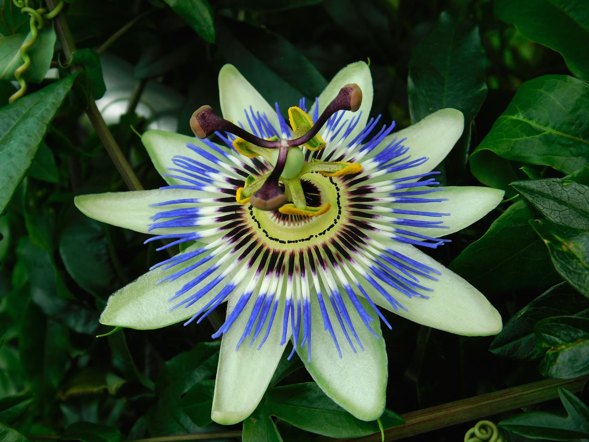 Could blue passion flower help relieve PMS symptoms?